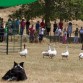 Landa trabajando en una de nuestras exhibiciones.
Border collie la solanilla